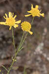 Coastal plain honeycombhead